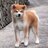 Wandering Shiba from Osaka (@HfdgTezuka)