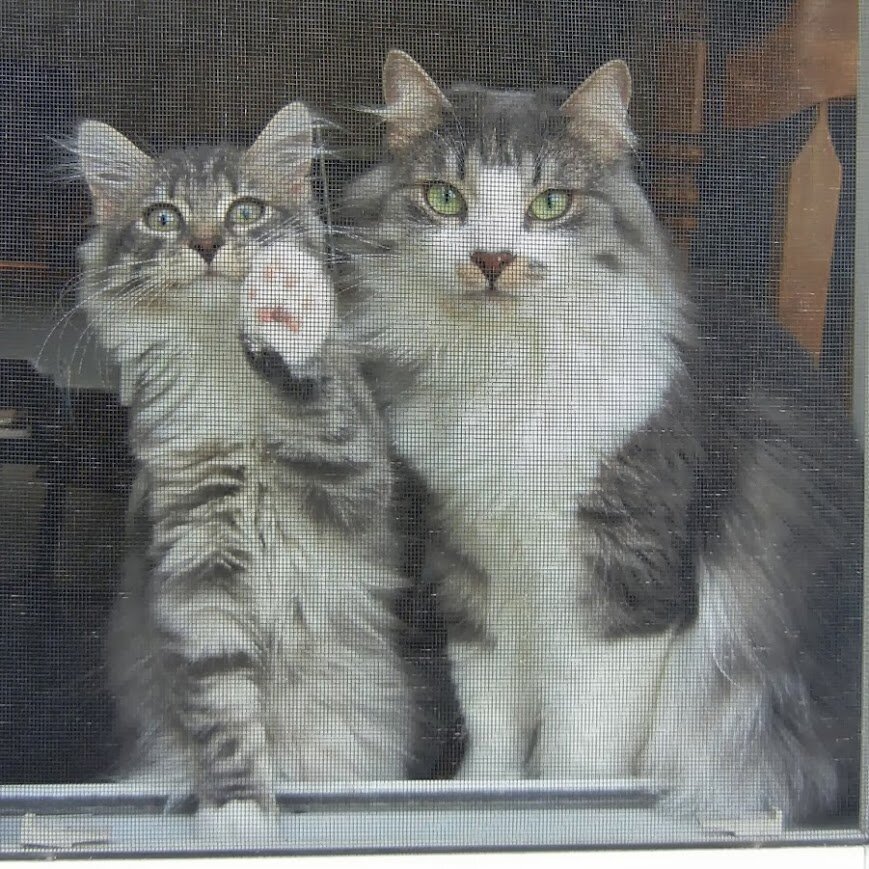We have two Russian Siberian Cats: Tesla, and Mimi. Be sure to check out our YouTube channel!