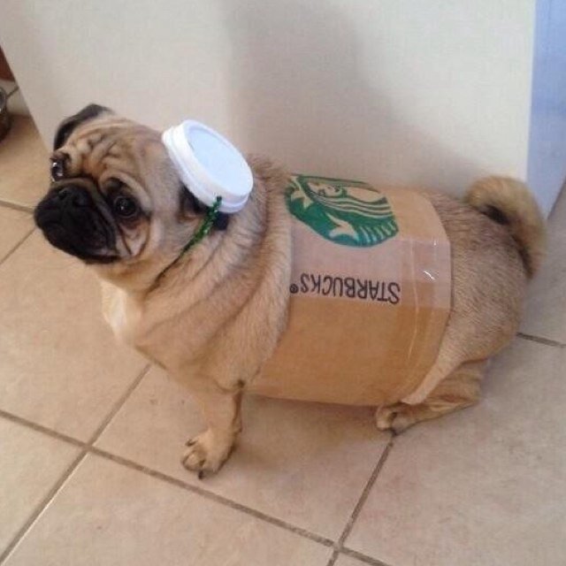 pug dressed up pugs dressed up pugs dressed up pug dressed up pugs dressed up pugs dressed up