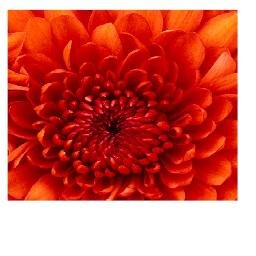Article and web copy writer, gardener, book reader, SEO supplier