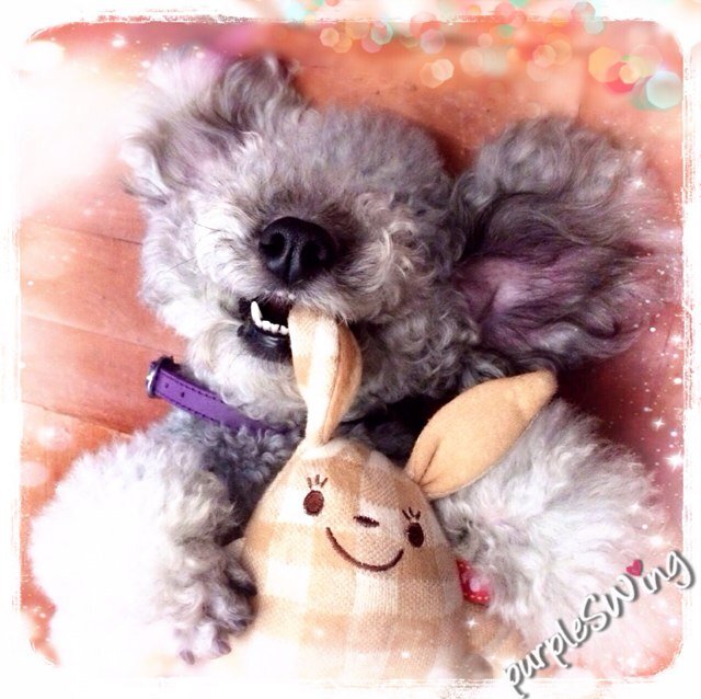 purpleSWing Profile Picture