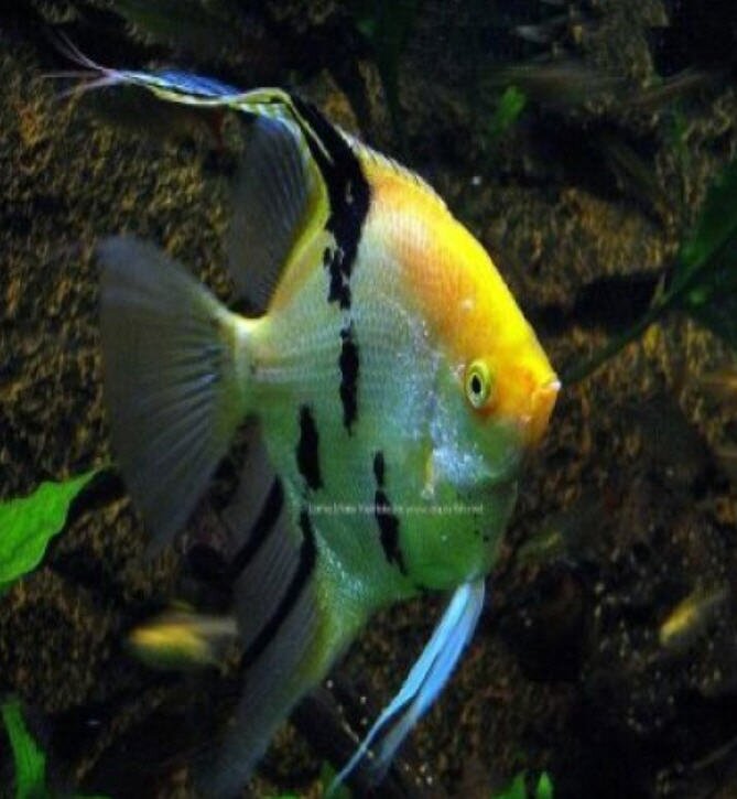 FACTS ON FISHES AND TIPS ON TAKING CARE OF THEM...