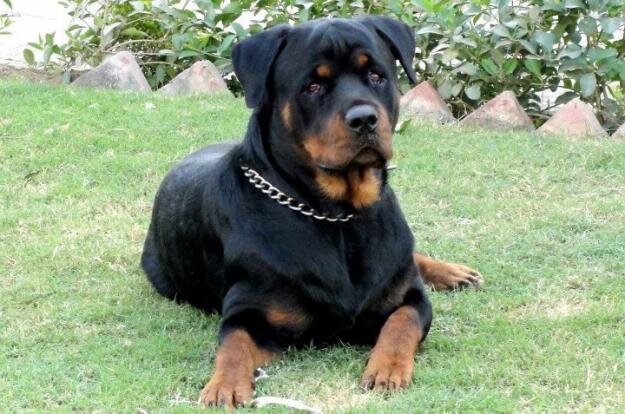 rocky_badboy's profile picture. Companion of @Spike_Demon and @MotherfuckerRP Rottweiler. Male..