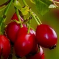 Greenbriars (@greenbriarsorg) 's Twitter Profile Photo