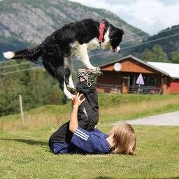 BcBordercollie's profile picture. Dog training, outdoors and photography is the life