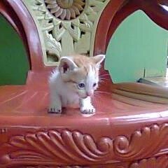 FauChiBie's profile picture. Hello Friends ...
My name is FauChiBi , jangan salah ya aku ini kucing .. Aku lahir tanggal 12 Oktober 2013.

Nama Pemilikku @NissaNurul_H