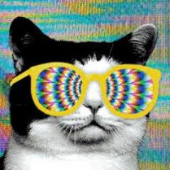 Miau miau miau ... MIAU