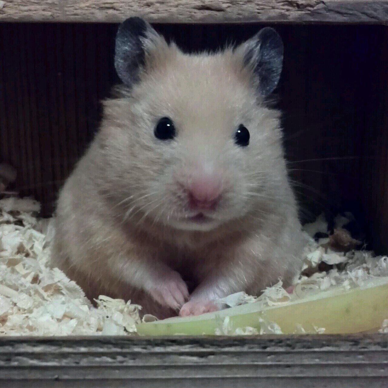 tymlovin's profile picture. 音楽が好き(L'Arc～en～Ciel、HYDE、THE YELLOW MONKEY、吉井和哉、King Gnu、 ドレスコーズ、椎名林檎、東京事変、OKAMOTO'S、サカナクション等)。難病とお付き合い。美術館、美容、コスメ、アロマ、ゴールデンハムスター、フレブルが大好きである。