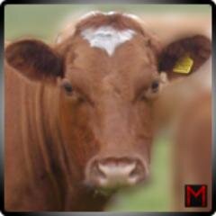 InterruptCowBot's profile picture. Tweet the phrase 'Interrupting Cow' to get a reply from me. Twitter Bot built by Peter Meadley (@meadleyson)