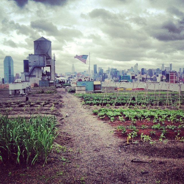 BrooklynGrange's profile picture. World's largest rooftop farm, right here in NYC! 5.6 acres on three rooftops in Brooklyn and Queens. Farming, Events, Sustainable Landscaping - we do it all.