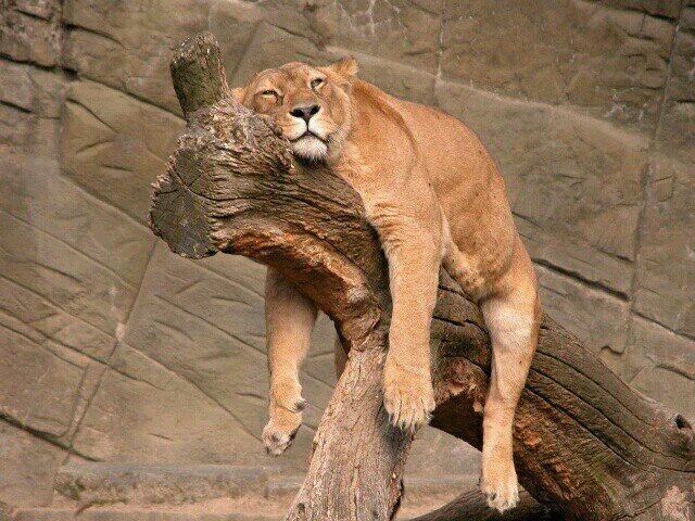 puma botti puma botti
