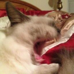 the_angry_tweet's profile picture. 