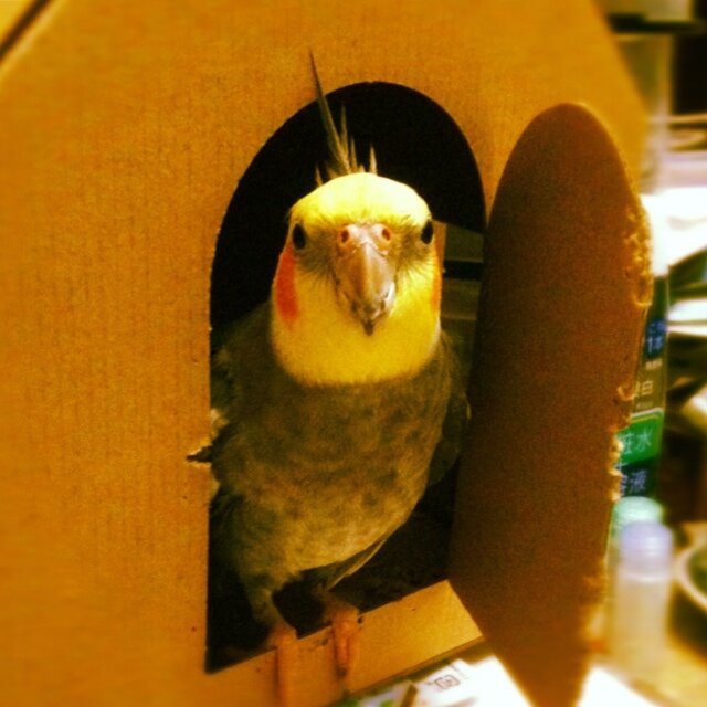 Hello! 鳥好き/オカメインコ(ノーマルパール♂と生活中)/のんびりスペイン語学習中