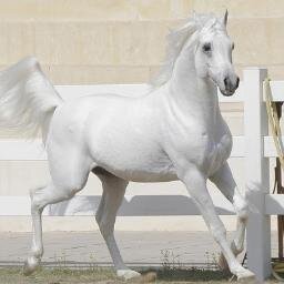 iitahani's profile picture. بنت هآديه صآحبه تغريدآت ولآ اروع