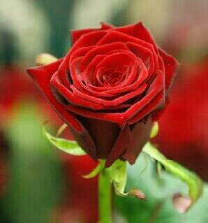 rasha11430's profile picture. 