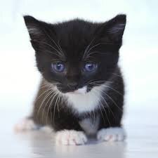 smetsangie's profile picture. 