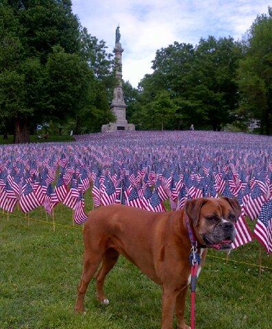 Boston resident, Red Sox fan, owner of loving red Boxer dog.