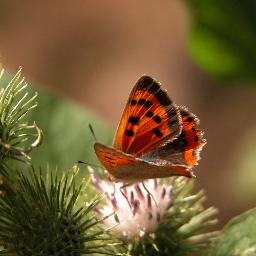 All about #Nature. Best Pics and Tweets every day. Follow us.