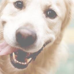 Come Sniff around our site! Our kennel software has **free** pet health records and you can book appointments on-line with your groomer, kennel, sitter, or vet.