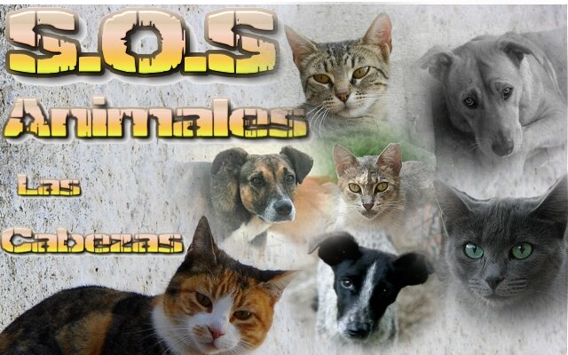 SOS Animales Las Cabezas es una iniciativa para ayudar a todos los animales abandonados en las calles de Las Cabezas (Sevilla) a encontrar un hogar.