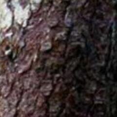 ariadne_crbould's profile picture. ugabugaboo