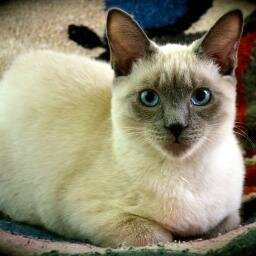 A handsome and classy Tabby Point Siamese cat http://t.co/XJiOadNeoX