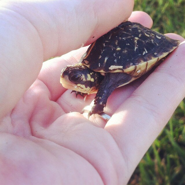 A family of Florida box turtles trying to raise awareness and help our species. Read our blog (link in profile) and follow us on instagram (@TinyTurtleJourney)!