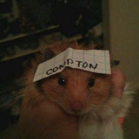 MC Hammy (@mchamstrr) Twitter profile photo