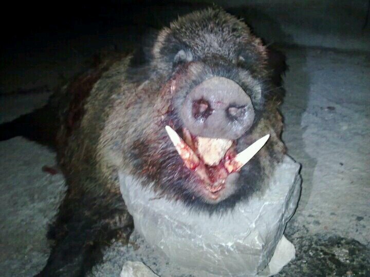 maikel872409's profile picture. Amante de la caza,los animales y la naturaleza!