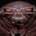 A giant isopod (@bathynomusgiga) Twitter profile photo