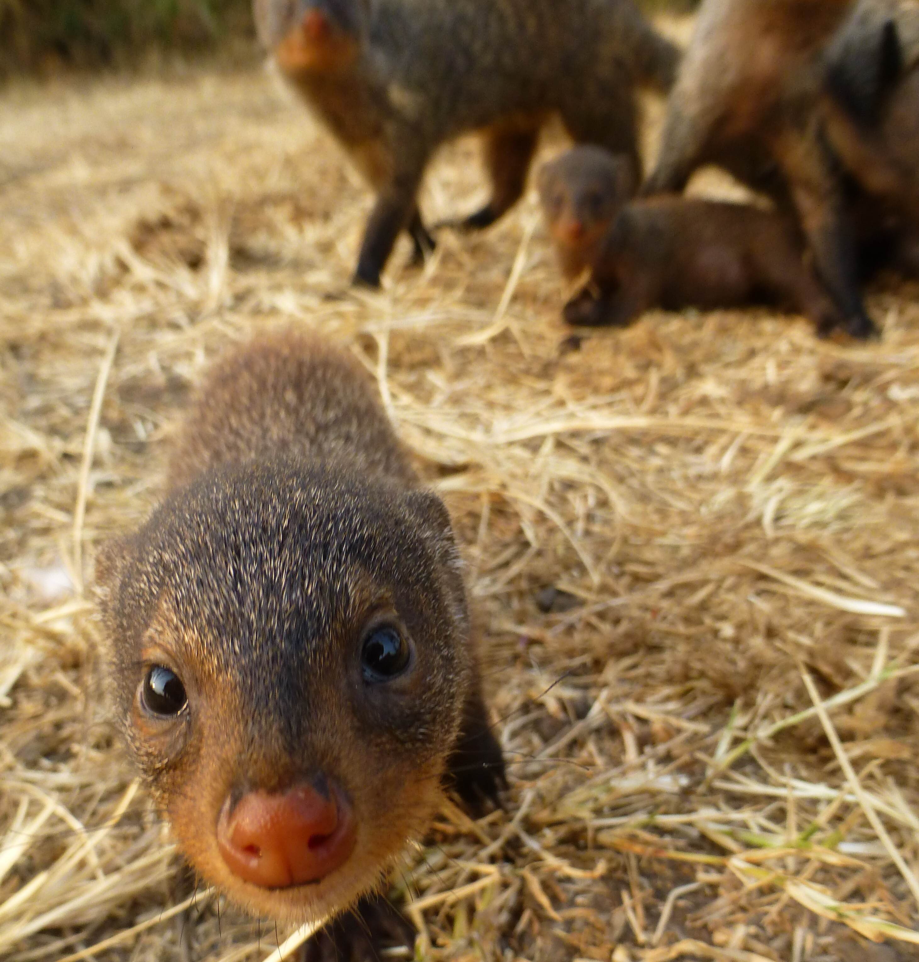 Evolutionary biologist, mongoose researcher & humanist; social animals including humans, equality, women in science