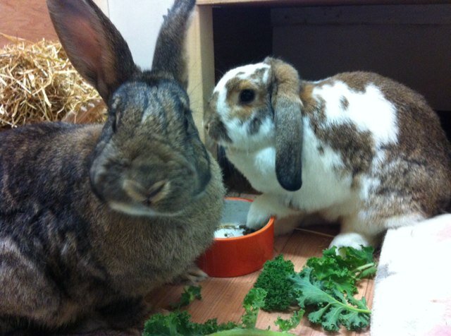 Rabbit lover from Harrogate! Veterinary nurse @ Shamrock veterinary clinic.