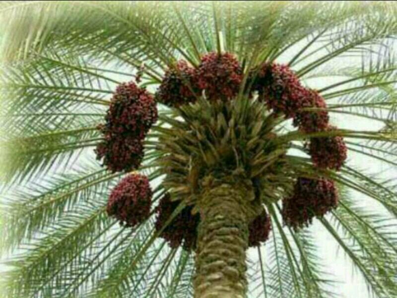 الطائف，，