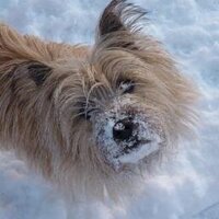 Marg Thorne (@scruffboo) 's Twitter Profile
