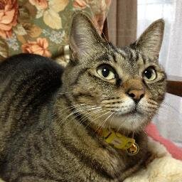 nyanko043's profile picture. くつやのおやじをやってます。 っと言っても売ってはいません。修理専門です。 ある時はくつやのおやじ。 ある時は会社員。 ある時は評論家。 特に歴史問題には突っ込みを入れるかも（≧∇≦）