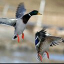 DEVON ELLIS - @Volzfan85 - Twitter