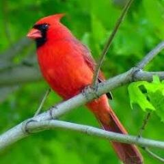 theuglystepsis's profile picture. THE Harlingen High School