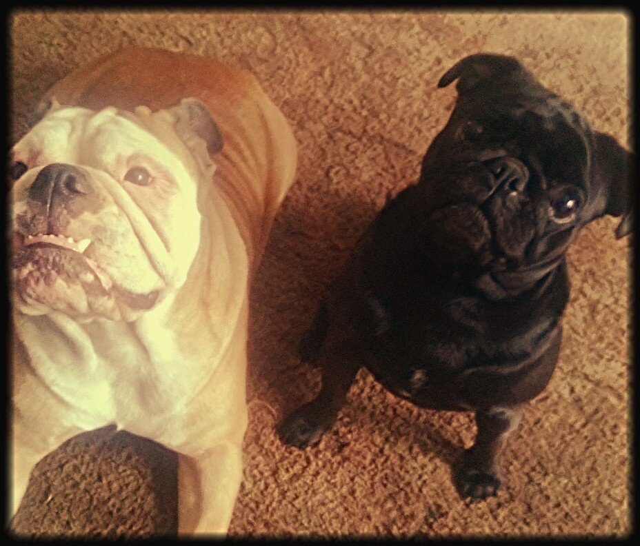 Gracie the English Bulldog & Krickett the Pug. We're new to twitter, but can't wait to make new friends!!!