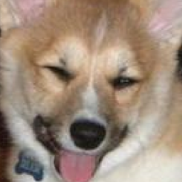 freecorgi's profile picture. digital dog blog