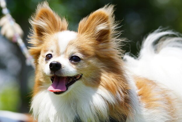 うち娘のパピヨンが虹の橋へ。愛犬らぶです。 病気持ちなので飼うつもりありませんでしたが、パピヨン坊っちゃんランくんです。2017年9月25日よろしくお願いいたします。