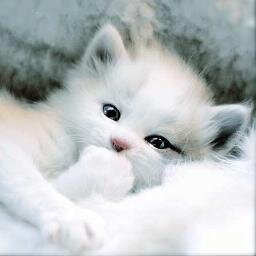 I like cats, puppies and all that shit. I'm the next superman! Directioner!!!!