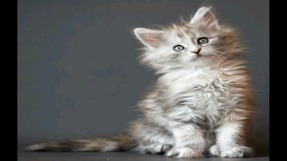 Hi I'm OwlKit! #Single (Male) (Clan: DarkClan) (Mate: None) (Mom: None) (Dad: None)