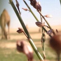 عبدالعزيز (@hakem993) 's Twitter Profile