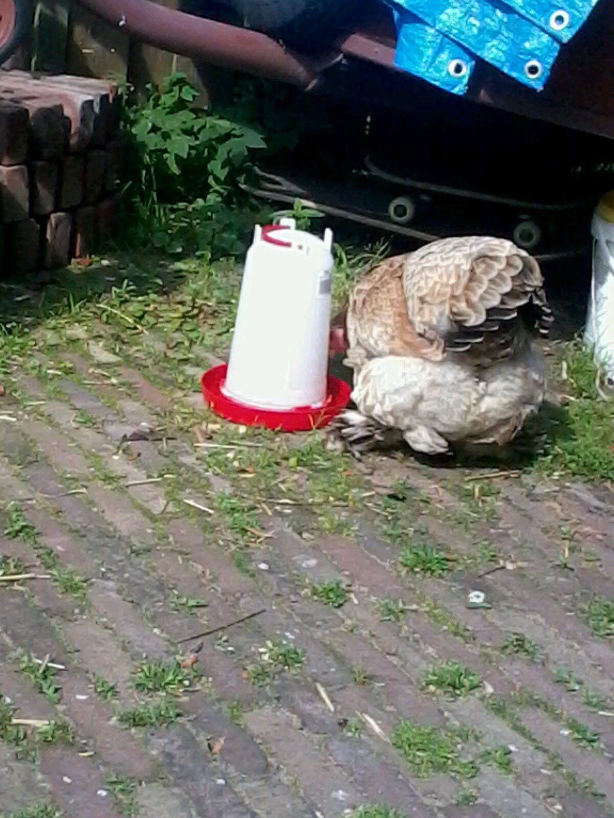 Com95Jesse's profile picture. 