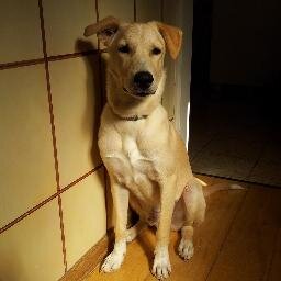 hddmoshe's profile picture. Owner of The Sublet Tel Aviv - הסאבלט בתל אביב
Join my community to find Sublet in Tel Aviv