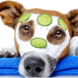 We are a home from home dog grooming & boarding service located in Heswall, Wirral. We also offer dog walking and pet visits.