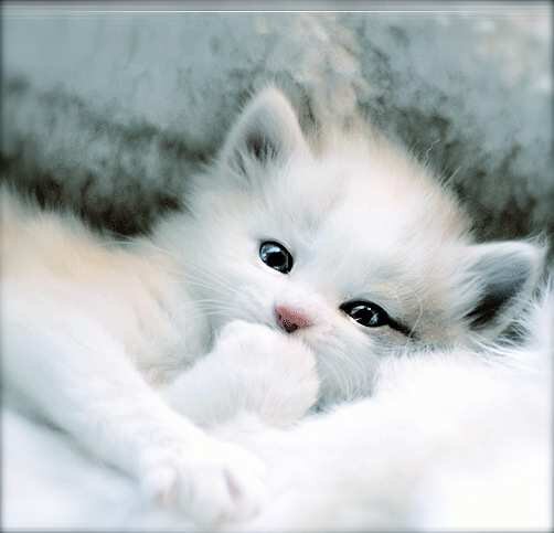 I like cats,puppies,wolves and all that shit. I'm the next superman! Directioner!!!!