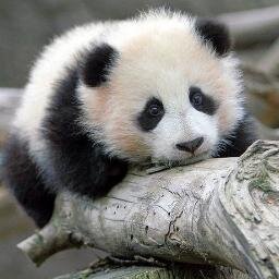 Youn Can If You Think You Can :D | 3005 ^^ | Panda ^,^)/