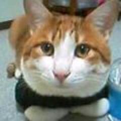 sedori_neko's profile picture. 