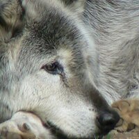 IAJANUA🇷🇺 🍾🇷🇺🍾🇷🇺🍾🇷🇺 (@iajanuasicut) 's Twitter Profile